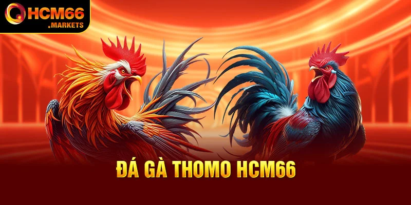 Đá Gà Thomo HCM66 - Hơn 1000+ Màn Đấu Đang Chờ Đợi Kê Thủ