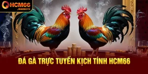 Đá Gà Cựa Dao HCM66 - Đấu Trường Gà Đẳng Cấp 2024!