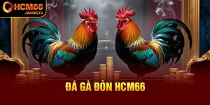 Đá Gà Đòn HCM66 - Hòa Mình Vào Trận Đấu Gay Cấn Của Chiến Kê