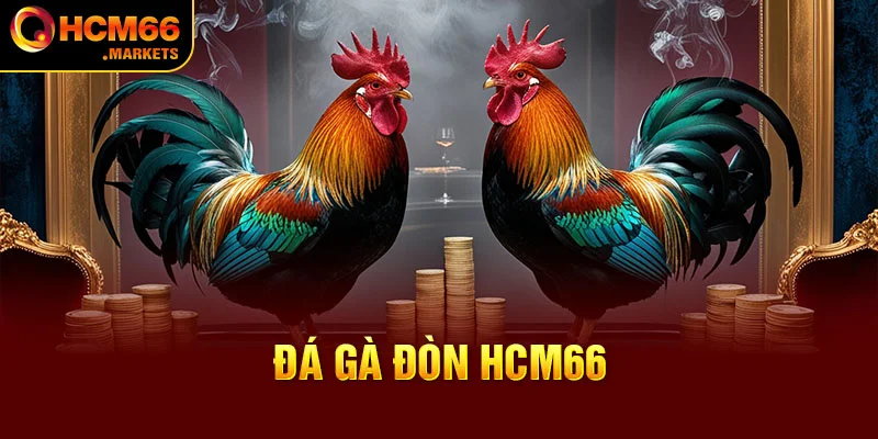 Đá Gà Đòn HCM66 - Hòa Mình Vào Trận Đấu Gay Cấn Của Chiến Kê