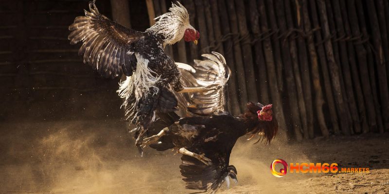 Những bí quyết thắng cược hay từ sư kê HCM66