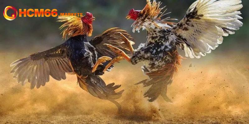 Hướng dẫn cược thủ HCM66 chơi chọi kê Thomo