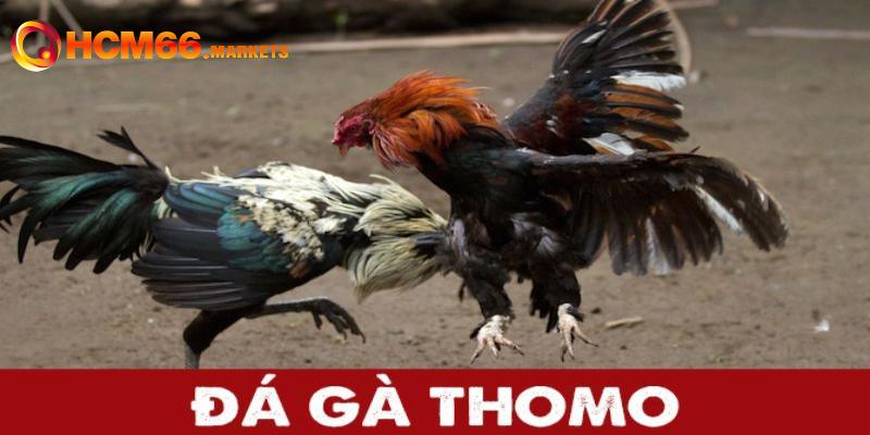Kinh nghiệm cược đá gà sảnh Thomo cho hội viên