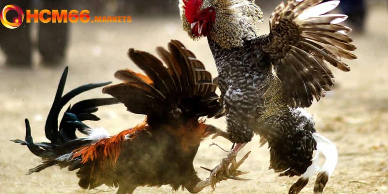Những bí kíp bất bại được áp dụng trong đá gà đòn